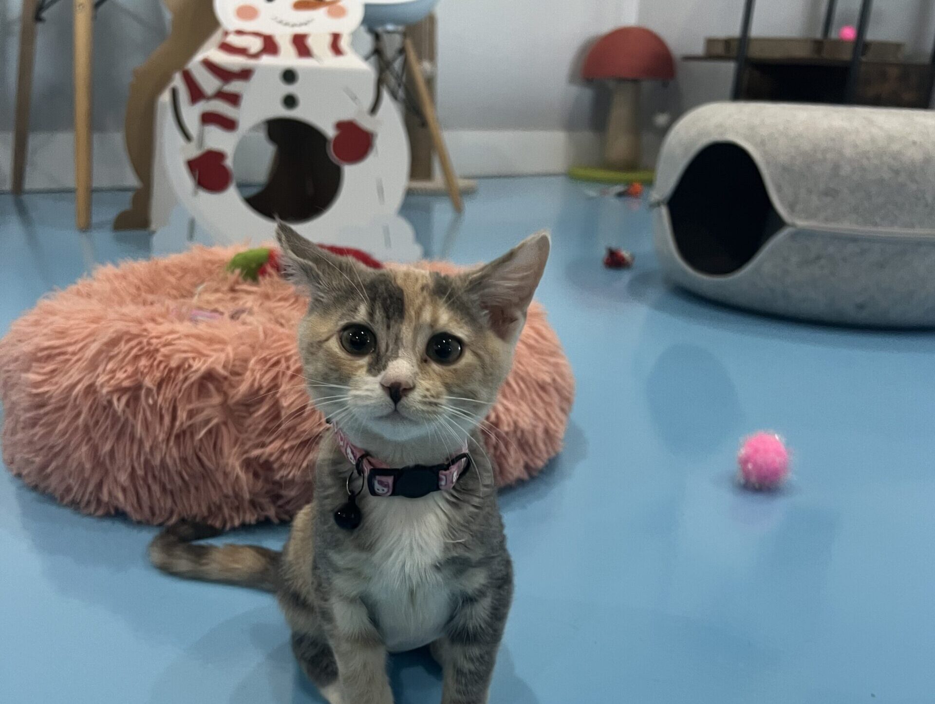 Homepage | Lone Star Pawz CATfé
